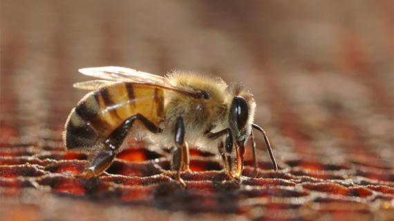 Укус пчелы. Яд перепончатокрылых